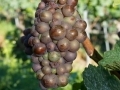 Pinot-gris d'Alsace